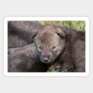 Timber Wolf Pup Sticker